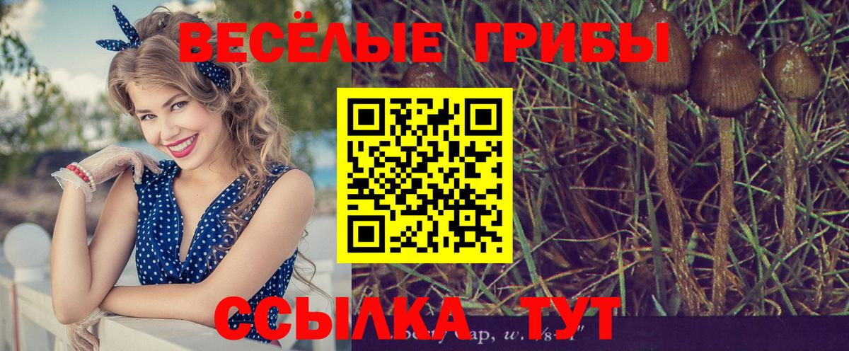 Тайшет  Галлюциногенные грибы Cubensis  Вход с VPN  Галлюциногенные грибы Psilocybine cubensis 